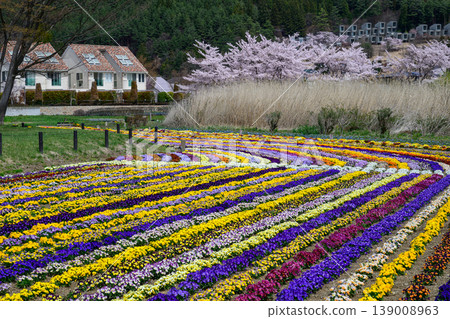 Oishi Park's spring pansy garden and cherry blossoms 139008963