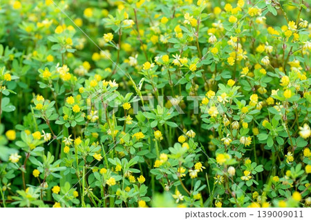 Small yellow flowers of Trifolium dubium 139009011