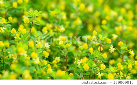 Small yellow flowers of Trifolium dubium Small yellow flowers of Trifolium dubium 139009013