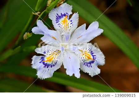 Shaga (Shura) Shaga (Shura) 139009015