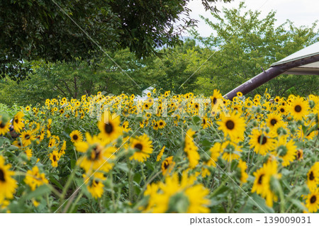 A cluster of sunflowers in full bloom, bathed in the summer sun. A cluster of sunflowers in full bloom, bathed in the summer sun. 139009031