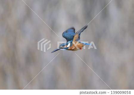 Kingfishers living in the city 139009058