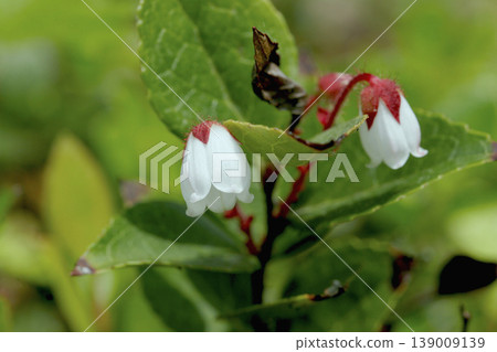 東北地區美麗的純白色腺毛白珠樹(赤花)花朵。 東北地區美麗的純白色腺毛白珠樹(赤花)花朵。 139009139