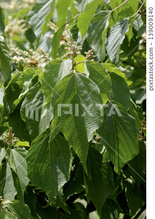 Beautifully veined leaves of Mallotus japonicus (Japanese red maple) - Tohoku region Beautifully veined leaves of Mallotus japonicus (Japanese red maple) - Tohoku region 139009140
