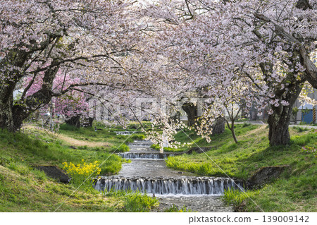 Spring cherry blossom trees in full bloom along the Kannonji River in Inawashiro, Fukushima Prefecture Spring cherry blossom trees in full bloom along the Kannonji River in Inawashiro, Fukushima Prefecture 139009142
