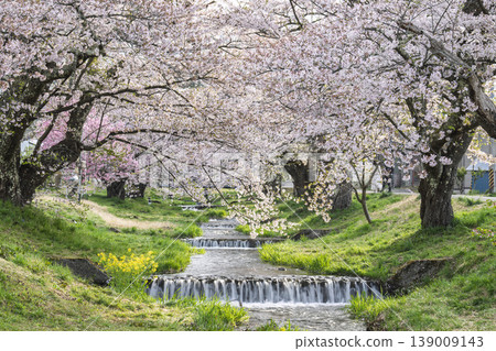 福島縣豬苗代町，春天的櫻花樹排，觀音寺川櫻花盛開 139009143