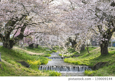 福島縣豬苗代町,春天的櫻花樹排,觀音寺川櫻花盛開 福島縣豬苗代町,春天的櫻花樹排,觀音寺川櫻花盛開 139009144