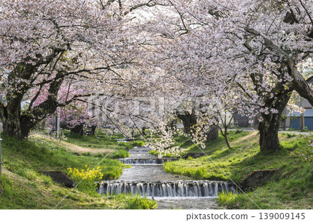 福島縣豬苗代町,春天的櫻花樹排,觀音寺川櫻花盛開 福島縣豬苗代町,春天的櫻花樹排,觀音寺川櫻花盛開 139009145