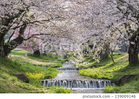 福島縣豬苗代町,春天的櫻花樹排,觀音寺川櫻花盛開 福島縣豬苗代町,春天的櫻花樹排,觀音寺川櫻花盛開 139009146