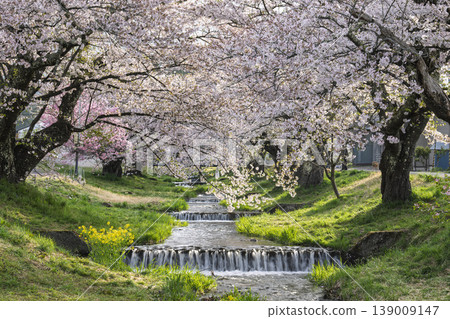 福島縣豬苗代町,春天的櫻花樹排,觀音寺川櫻花盛開 福島縣豬苗代町,春天的櫻花樹排,觀音寺川櫻花盛開 139009147