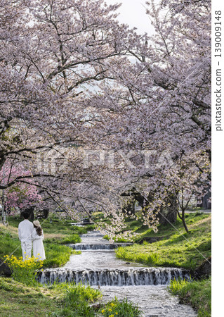 春天的櫻花:觀音寺川沿岸櫻花盛開,畫面中還能看到一對男女的背影。福島縣豬苗代町。 春天的櫻花:觀音寺川沿岸櫻花盛開,畫面中還能看到一對男女的背影。福島縣豬苗代町。 139009148