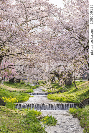 福島縣豬苗代町,春天的櫻花樹排,觀音寺川櫻花盛開 福島縣豬苗代町,春天的櫻花樹排,觀音寺川櫻花盛開 139009152