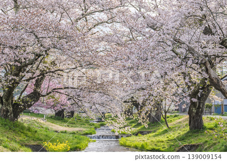 福島縣豬苗代町，春天的櫻花樹排，觀音寺川櫻花盛開 139009154