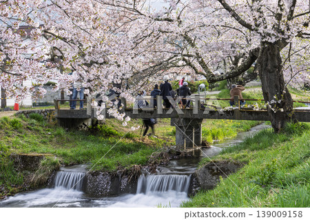 A row of cherry trees in spring: A photographer captures the cherry blossoms in full bloom along the Kannonji River in Inawashiro Town, Fukushima Prefecture. 139009158