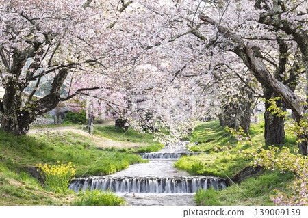 福島縣豬苗代町,春天的櫻花樹排,觀音寺川櫻花盛開 福島縣豬苗代町,春天的櫻花樹排,觀音寺川櫻花盛開 139009159