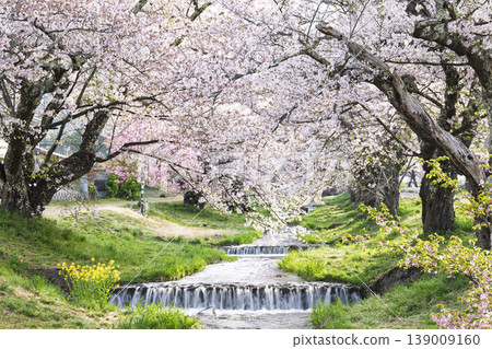福島縣豬苗代町，春天的櫻花樹排，觀音寺川櫻花盛開 139009160