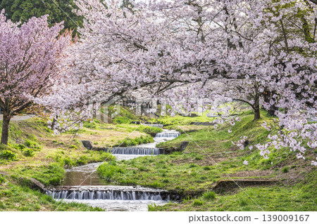 Spring cherry blossom trees in full bloom along the Kannonji River in Inawashiro, Fukushima Prefecture 139009167