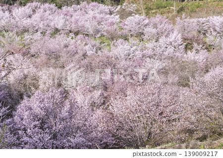 Spring Sakura Pass: Full-bloomed Ooyamazakura cherry blossoms in Kitashiobara Village, Fukushima Prefecture Spring Sakura Pass: Full-bloomed Ooyamazakura cherry blossoms in Kitashiobara Village, Fukushima Prefecture 139009217