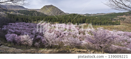 春天的櫻花通道,盛開的大山櫻,福島縣北鹽原村 春天的櫻花通道,盛開的大山櫻,福島縣北鹽原村 139009221