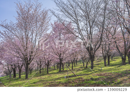 Spring Sakura Pass: Full-bloomed Ooyamazakura cherry blossoms in Kitashiobara Village, Fukushima Prefecture Spring Sakura Pass: Full-bloomed Ooyamazakura cherry blossoms in Kitashiobara Village, Fukushima Prefecture 139009229