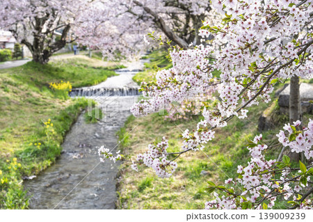 福島縣豬苗代町,春天的櫻花樹排,觀音寺川櫻花盛開 福島縣豬苗代町,春天的櫻花樹排,觀音寺川櫻花盛開 139009239