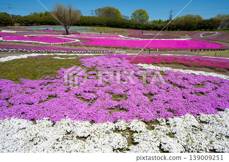 Misato Shiba櫻花公園 Misato Shiba櫻花公園 139009251