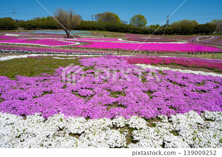 Misato Shiba cherry park Misato Shiba cherry park 139009252