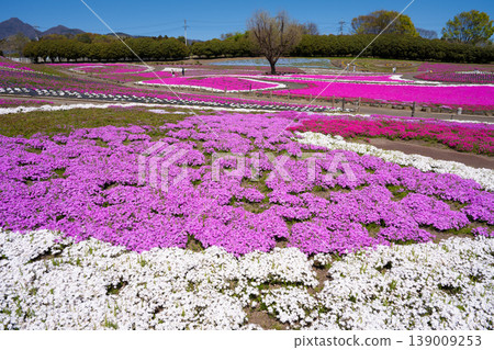 Misato Shiba cherry park 139009253