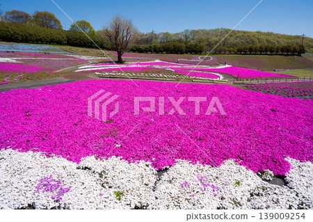 Misato Shiba cherry park 139009254