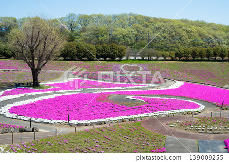 Misato Shiba cherry park 139009255