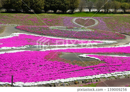 Misato Shiba cherry park Misato Shiba cherry park 139009256