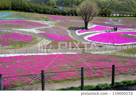 Misato Shiba cherry park Misato Shiba cherry park 139009258