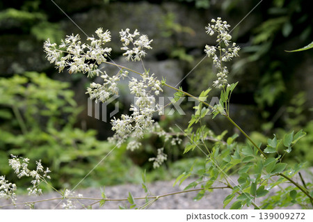 東北地區唐松草（秋季唐松草）的花朵涼爽自然。 139009272
