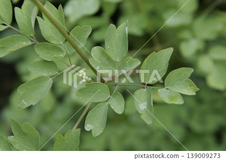 Leaves of Thalictrum minus in the soft light of early summer, Tohoku region. Leaves of Thalictrum minus in the soft light of early summer, Tohoku region. 139009273
