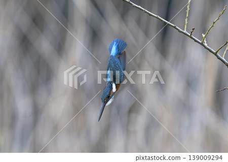 Kingfishers living in the city Kingfishers living in the city 139009294