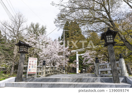 福島縣豬苗代町春天的道津神社、白色鳥居和盛開的櫻花 139009374
