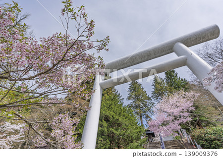 福島縣豬苗代町春天的道津神社、白色鳥居和盛開的櫻花 139009376