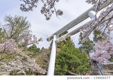福島縣豬苗代町春天的道津神社、白色鳥居和盛開的櫻花 福島縣豬苗代町春天的道津神社、白色鳥居和盛開的櫻花 139009377