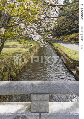 春日土津神社：神聖的橋樑與櫻花，福島縣豬苗代町 139009413