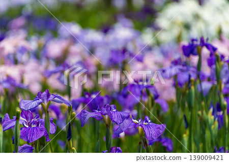 Vibrant purple irises blooming in clusters. Vibrant purple irises blooming in clusters. 139009421