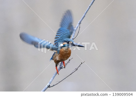 Kingfishers living in the city 139009504