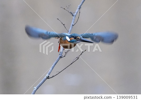 生活在城市的翠鳥 生活在城市的翠鳥 139009531