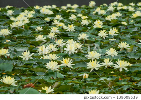 White water lilies bloom, covering the surface of the water. White water lilies bloom, covering the surface of the water. 139009539