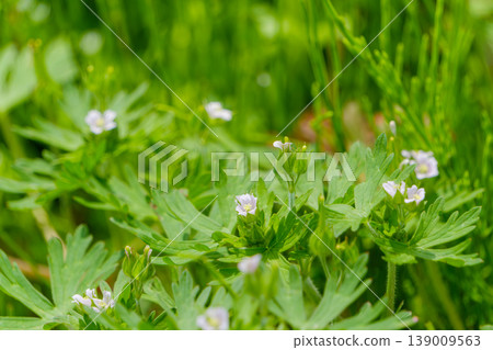 A scene of small white flowers blooming quietly in a field and fresh greenery. A scene of small white flowers blooming quietly in a field and fresh greenery. 139009563