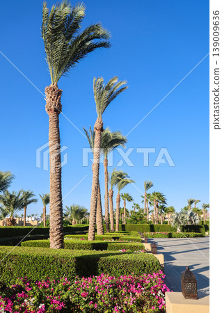 A beautiful, well-kept alley with flowers and palm trees A beautiful, well-kept alley with flowers and palm trees 139009636