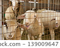 Herd of sheep in pen on livestock farm 139009647