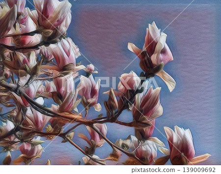 Beautiful blossoming pink flowers and magnolia buds on branches without leaves. Blue sky and sunlight. Wedding invitation or greeting card from March 8. The beginning of spring. Delicate white petals 139009692