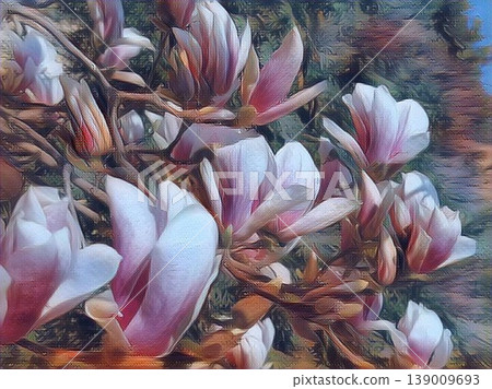 Beautiful blossoming pink flowers and magnolia buds on branches without leaves. Blue sky and sunlight. Wedding invitation or greeting card from March 8. The beginning of spring. Delicate white petals Beautiful blossoming pink flowers and magnolia buds on branches without leaves. Blue sky and sunlight. Wedding invitation or greeting card from March 8. The beginning of spring. Delicate white petals 139009693