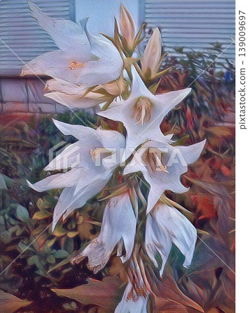Campanula Carpatica blooms in the summer in the garden. Many white Carpathian bells. Beautiful floral background with white flowers Campanula Carpatica blooms in the summer in the garden. Many white Carpathian bells. Beautiful floral background with white flowers 139009697