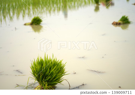 Fresh green rice paddy seedling bundles waiting for manual transplantation in waterlogged agricultural field 139009711